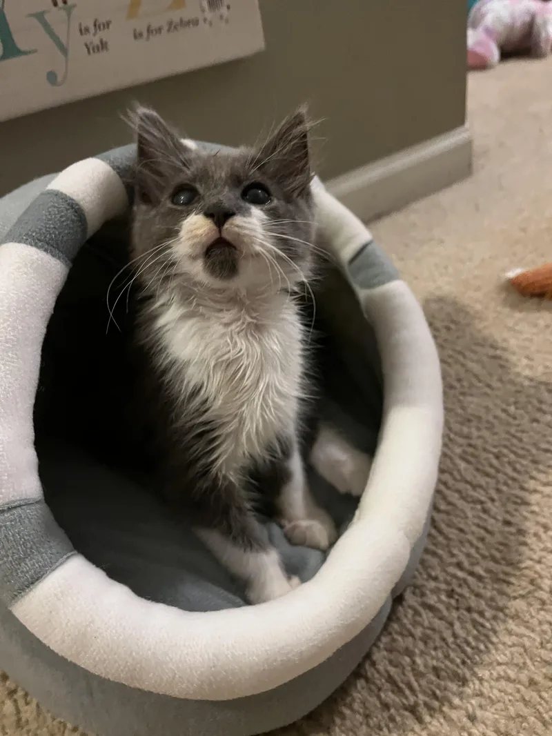 A young medium-sized male Gray & White Domestic Medium Hair cat named Cicily for adoption in Lemont, IL