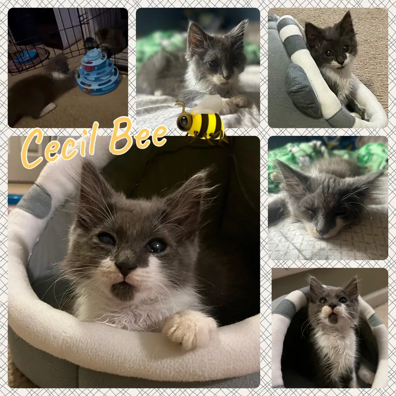Cicily thumbnail 2