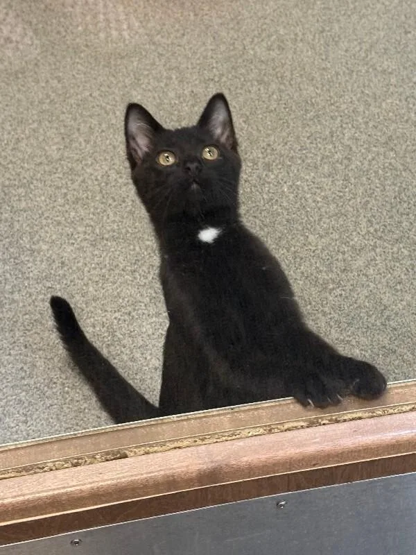 A young medium-sized male Black Domestic Short Hair cat named Timber Creek for adoption in Fort Collins, CO