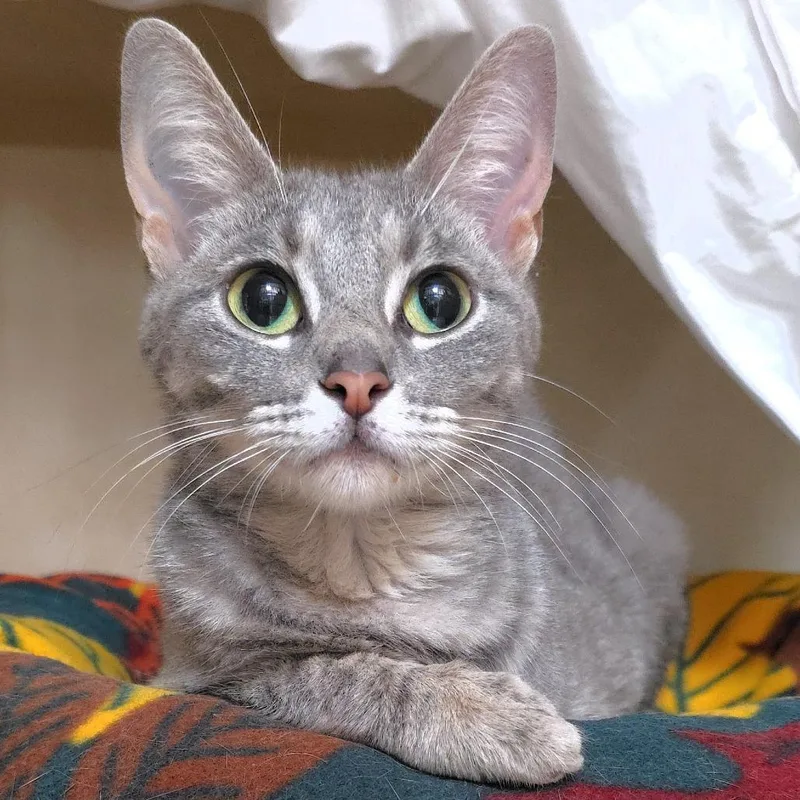 A young medium-sized female Gray / Blue / Silver Domestic Short Hair cat named Gray for adoption in Michigan City, IN