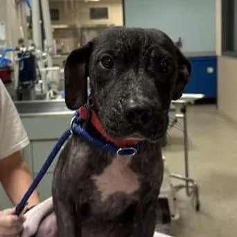 A young small-sized female Mixed Breed dog named Samantha for adoption in Jacksonville, FL
