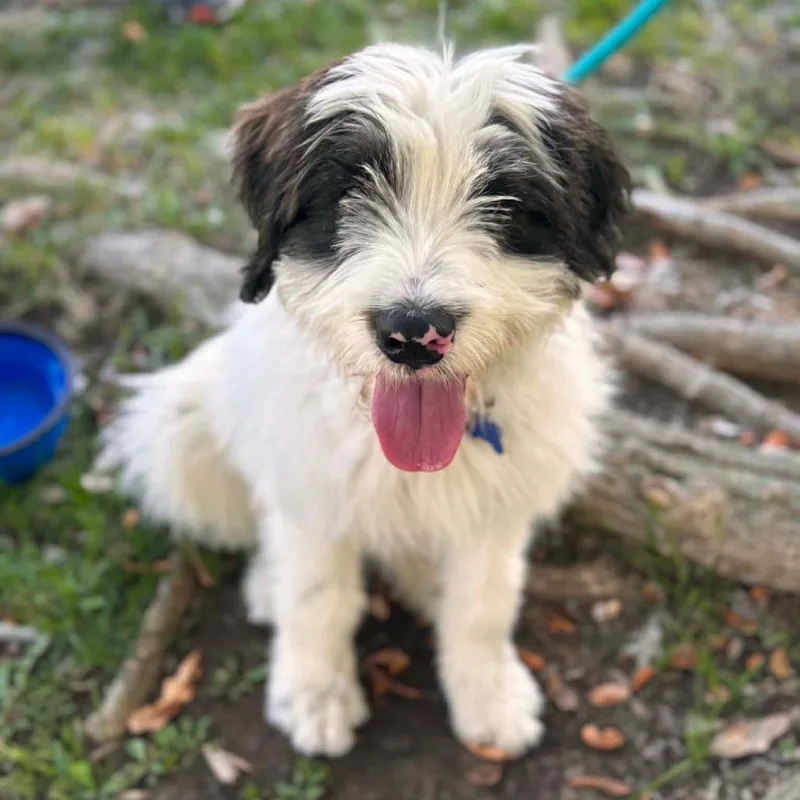 A young medium-sized male White / Cream Polish Lowland Sheepdog dog named Wally Chino Hills for adoption in Chino Hills, CA