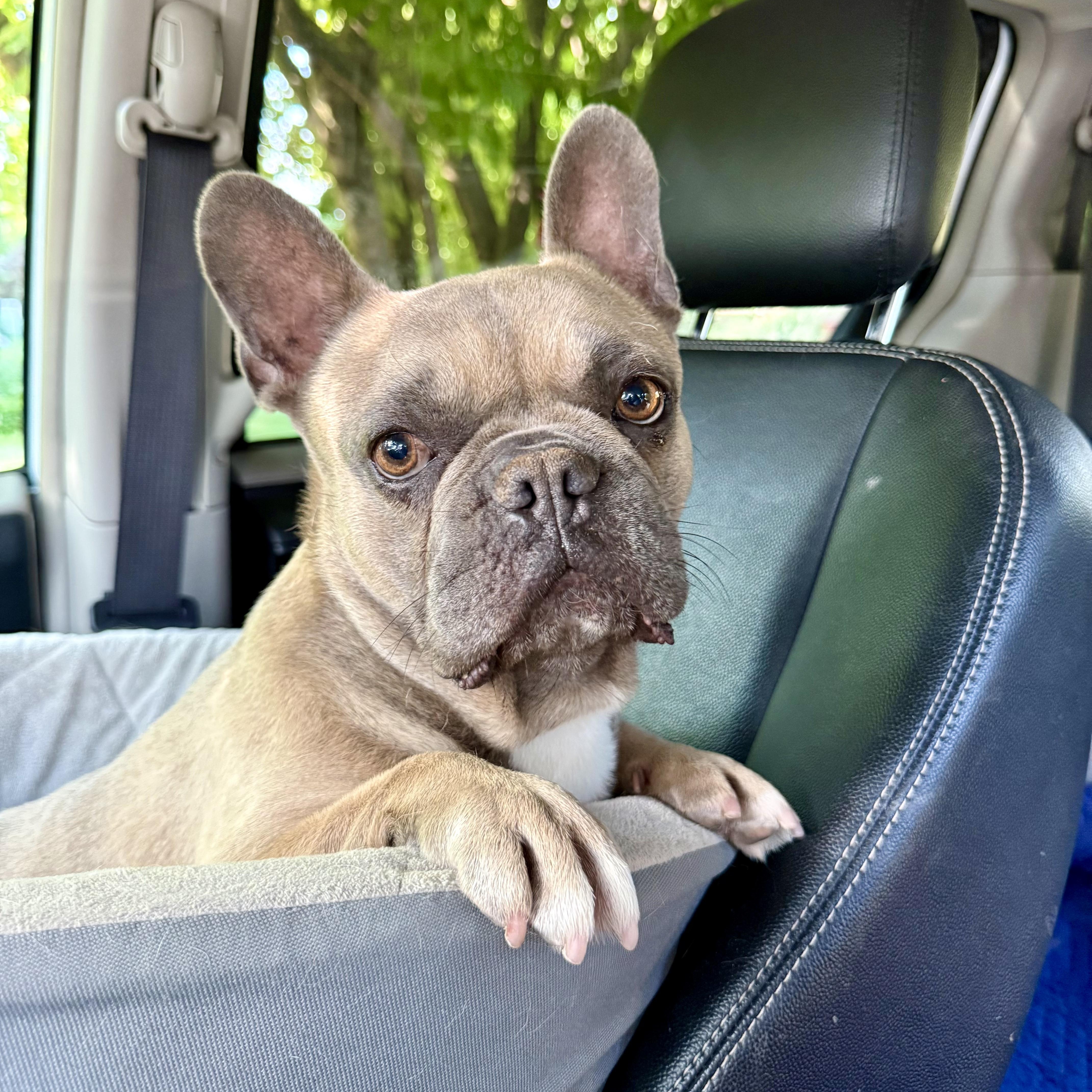 An adult medium-sized male Gray / Blue / Silver French Bulldog dog named Draco for adoption in Murphysboro, IL