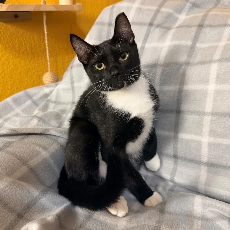 A young medium-sized male White Domestic Short Hair cat named Bud for adoption in Flower Mound, TX