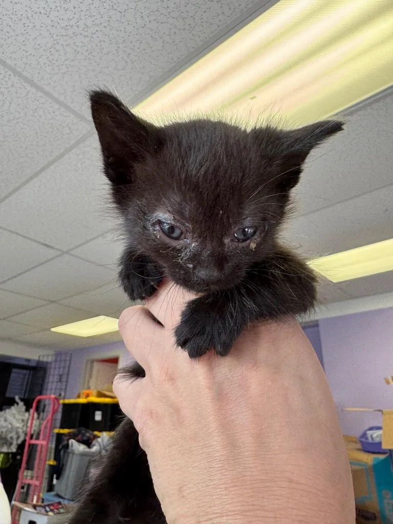 A baby medium-sized female Domestic Short Hair cat named Fuzz Aldrin for adoption in Johnson City, TN