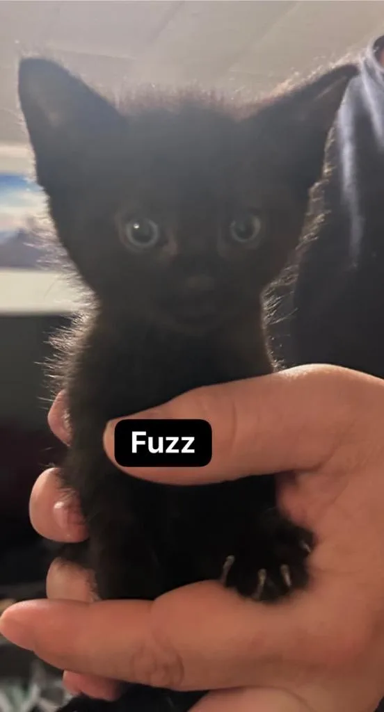 Fuzz Aldrin thumbnail 4