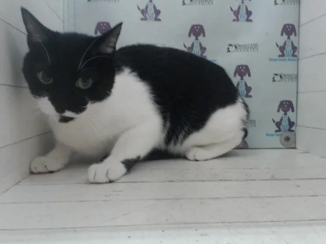 An adult small-sized male Domestic Short Hair cat named Oreo for adoption in Orlando, FL