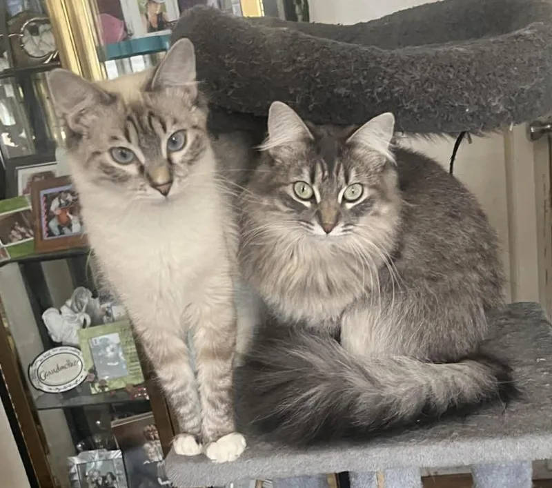 Rosemary thumbnail 2