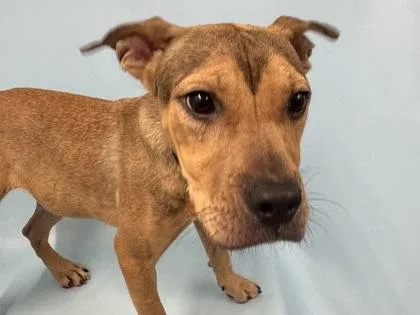 A young medium-sized female Feist dog named Diana for adoption in Golden Valley, MN