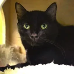 A senior large-sized male Black Domestic Short Hair cat named Booker for adoption in Rapid City, SD