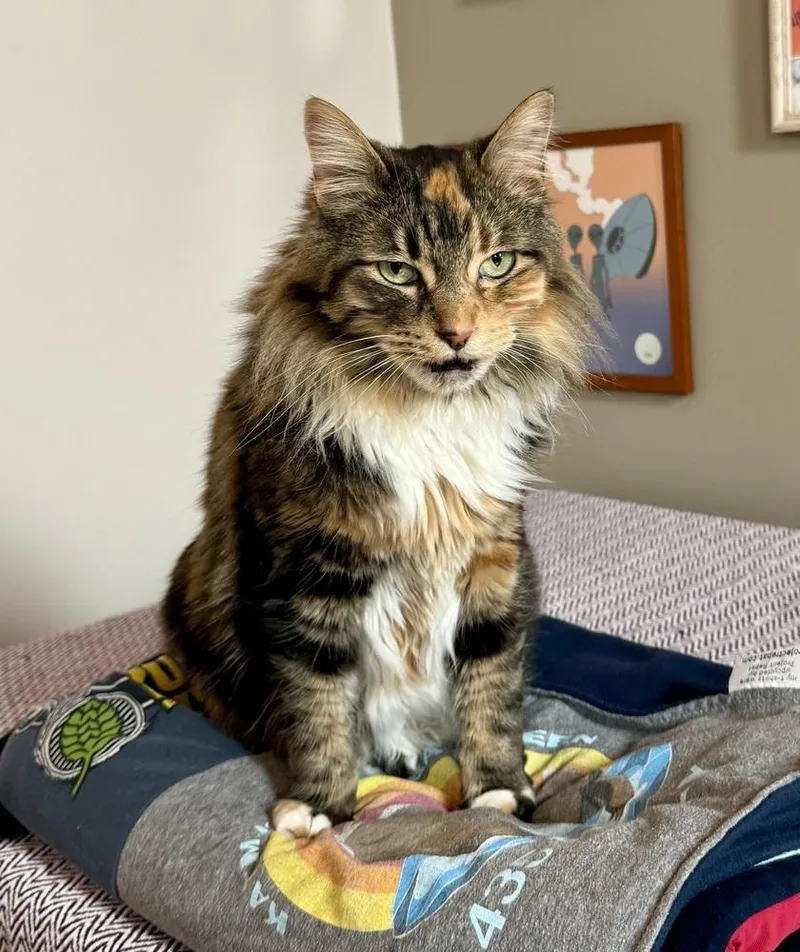 An adult large-sized female Maine Coon cat named Meredith for adoption in Cary, NC