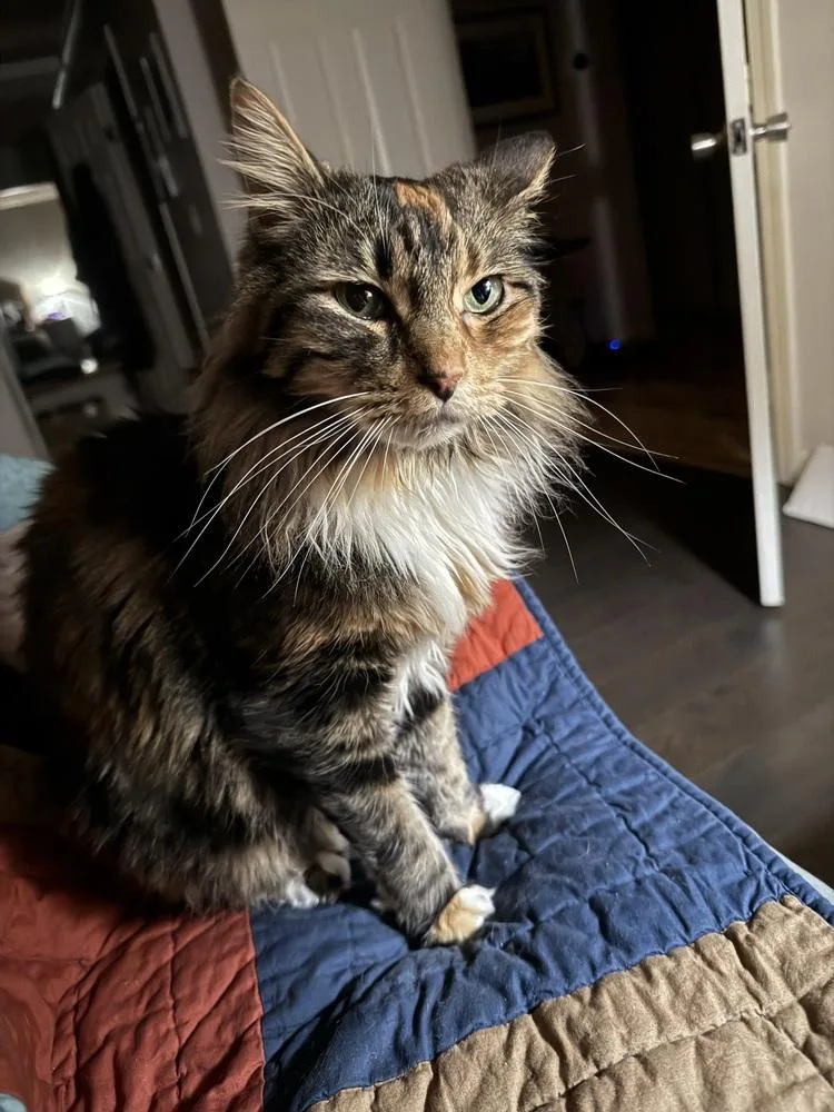 Meredith thumbnail 2