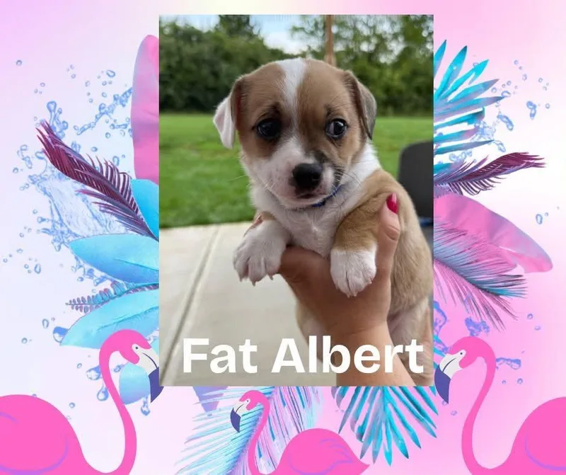 Fat Albert thumbnail 2