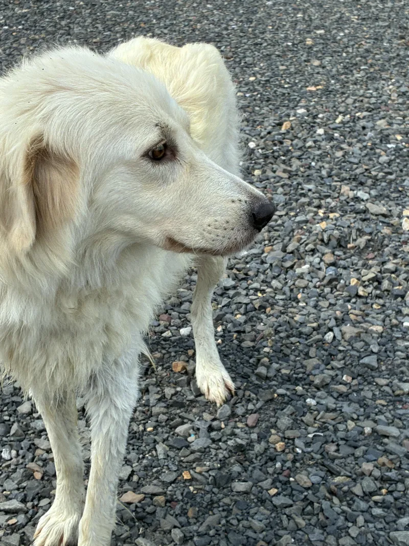 An adult medium-sized female Great Pyrenees dog named Bella for adoption in Havertown, PA