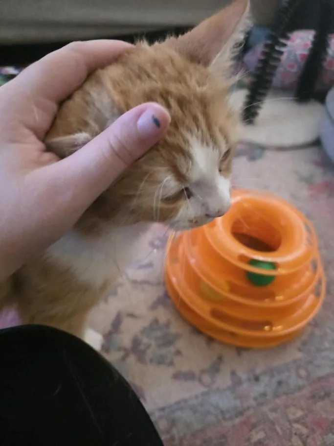 A young medium-sized male Orange & White Domestic Long Hair cat named Rivet Ct Residents for adoption in Norwich, CT