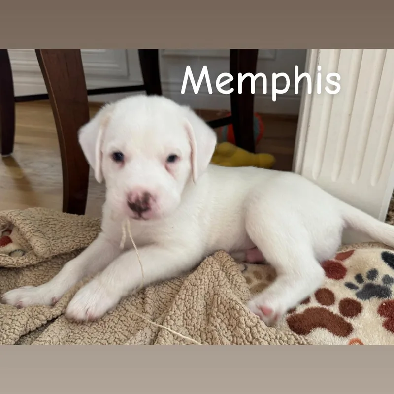Memphis