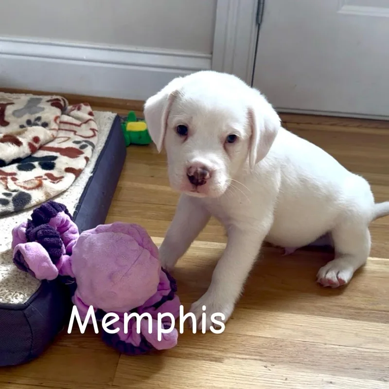 Memphis thumbnail 2