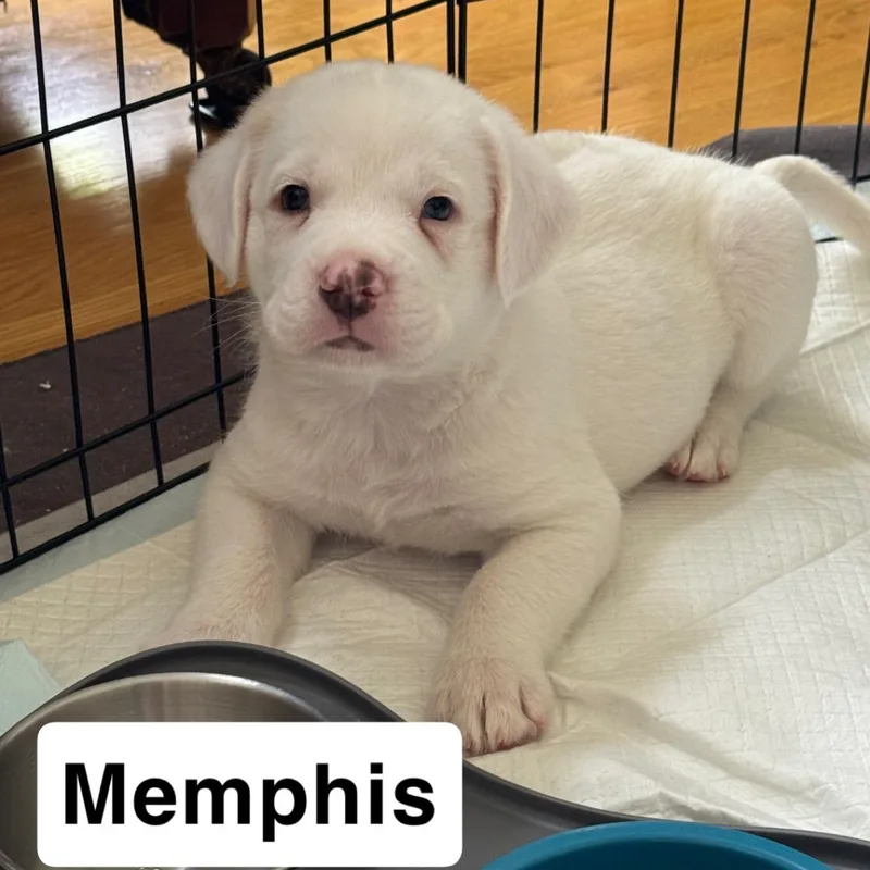 Memphis thumbnail 3