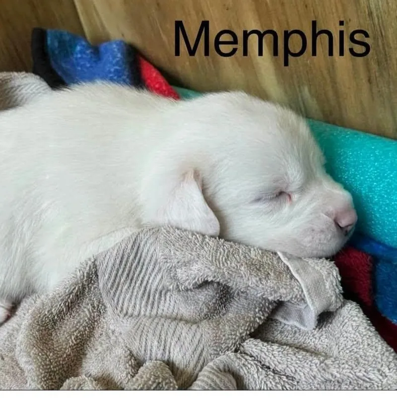 Memphis thumbnail 4