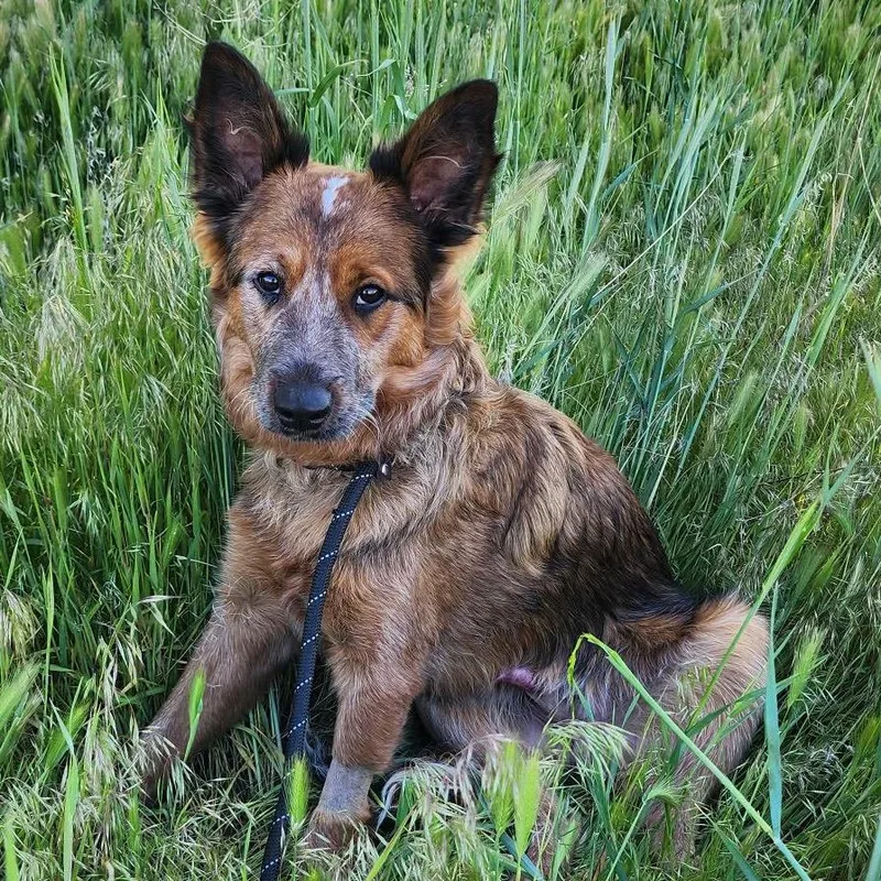 Max