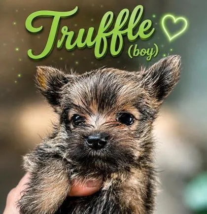 Truffle
