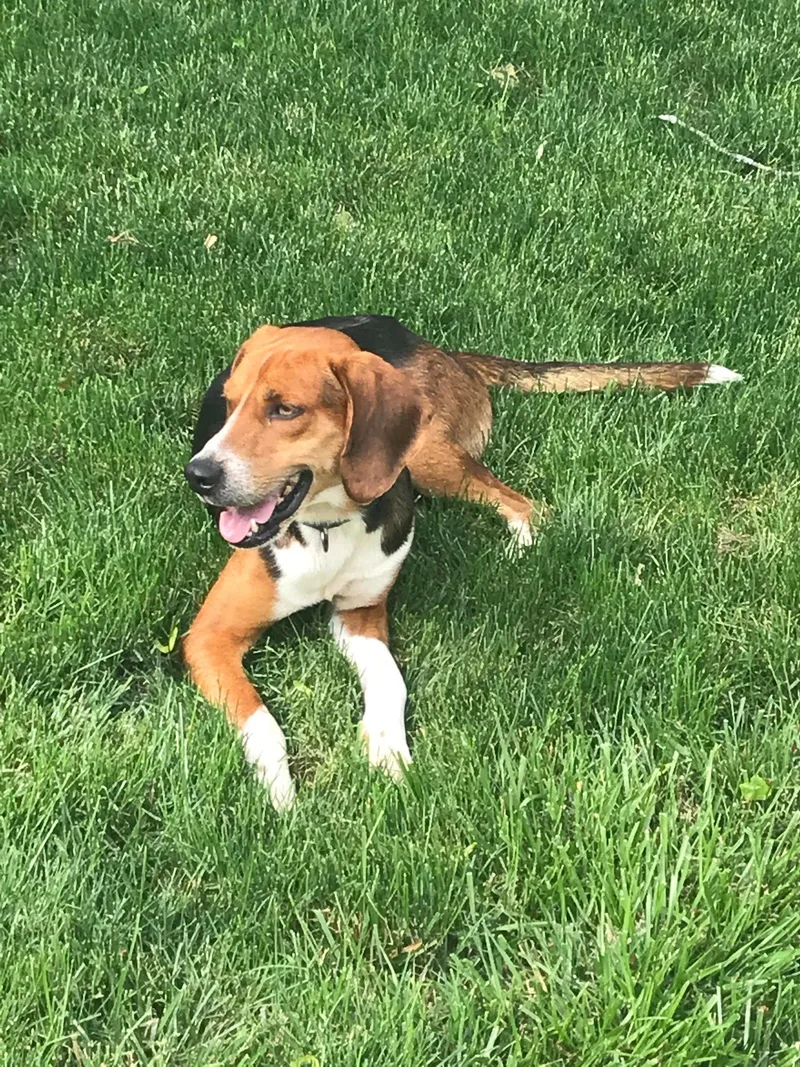 An adult medium-sized male Hound dog named Murphy for adoption in Holbrook, NY
