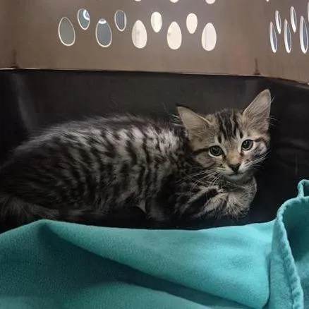 A baby small-sized male Brown / Chocolate Domestic Short Hair cat named Masala Chai for adoption in Tacoma, WA