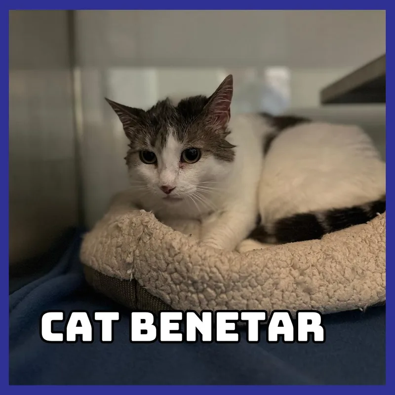 An adult large-sized female White Domestic Short Hair cat named Cat Benetar for adoption in Glenwood, MN