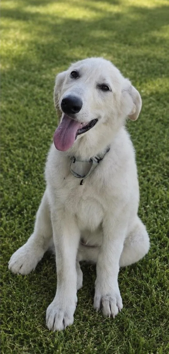 A baby large-sized female Great Pyrenees dog named Mary Ann for adoption in University Place, WA