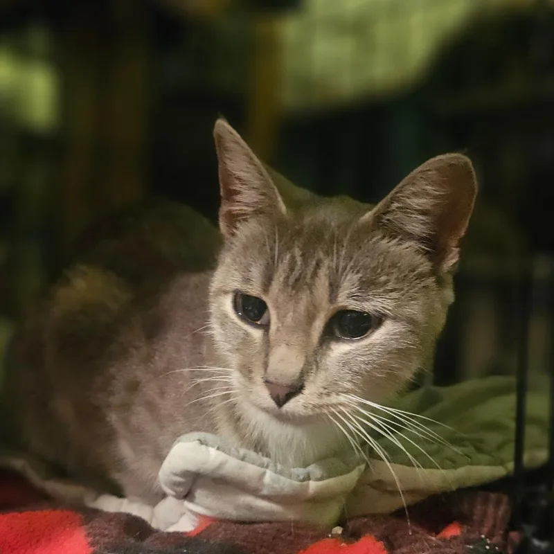 An adult medium-sized female Domestic Short Hair cat named Sugar Belle for adoption in Monticello, IA
