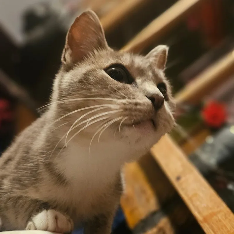 Sugar Belle thumbnail 3