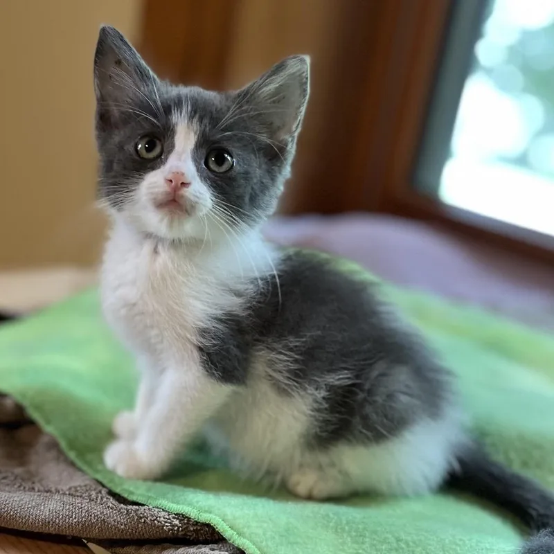 A baby small-sized male Gray / Blue / Silver Domestic Short Hair cat named Bam for adoption in Uniontown, PA