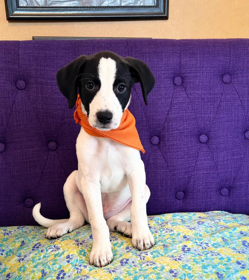 A baby medium-sized male Labrador Retriever dog named Neo Lonestar for adoption in Rockaway, NJ