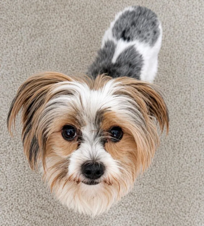 An adult small-sized male Yorkshire Terrier dog named Luke for adoption in Palm City, FL