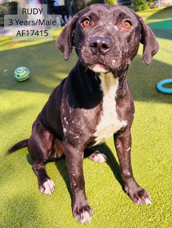 An adult medium-sized male Black Pit Bull Terrier dog named Rudy for adoption in Supply, NC