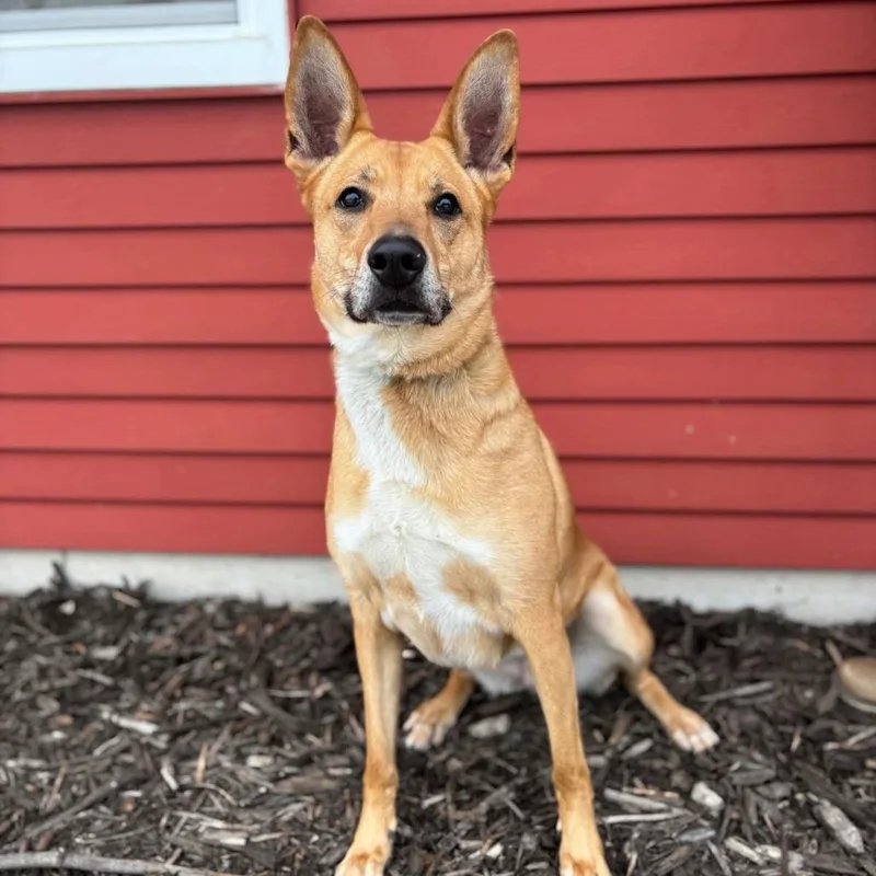 An adult large-sized female Golden Shepherd dog named Toulouse for adoption in Fargo, ND