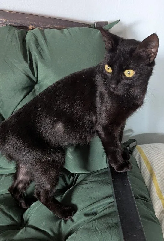 An adult medium-sized female Black Domestic Short Hair cat named Heidi for adoption in Ocala, FL