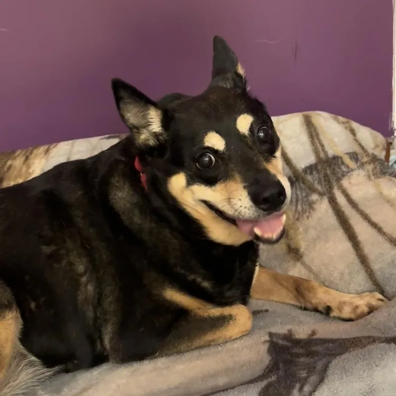 A senior medium-sized female Black Mixed Breed dog named Alley for adoption in Titusville, FL