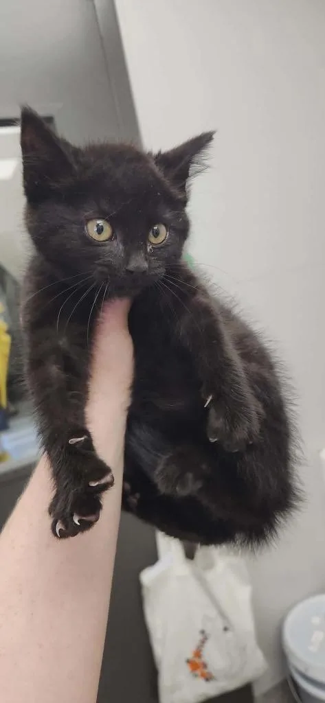 A baby small-sized female Domestic Short Hair cat named Black Cherry for adoption in Van Wert, OH