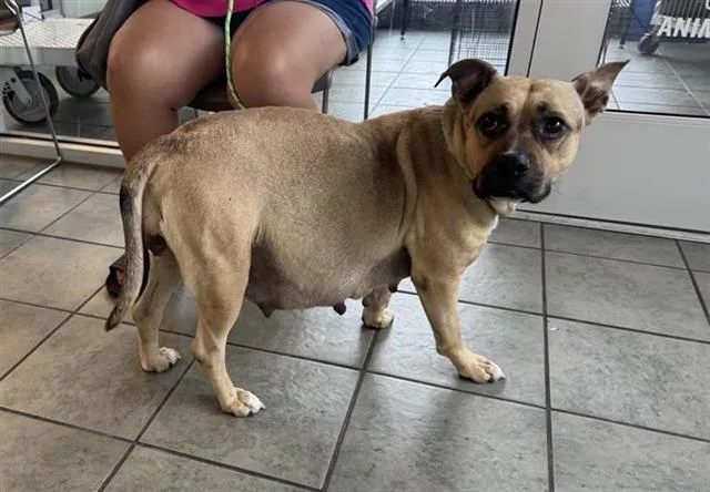 An adult medium-sized female American Staffordshire Terrier dog named Lulu for adoption in San Antonio, TX