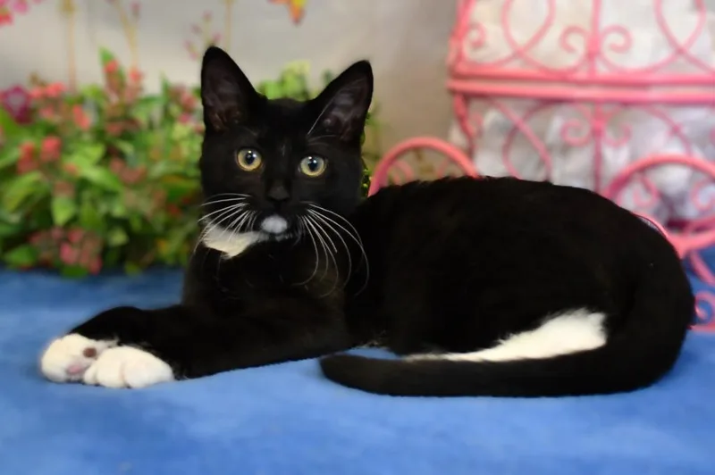 A baby small-sized female Domestic Short Hair cat named Rachel for adoption in Roanoke, TX