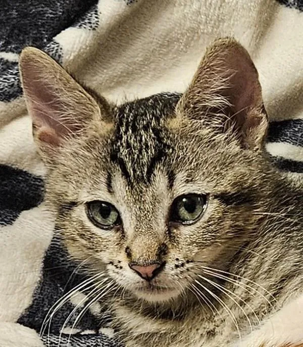 A baby small-sized male Domestic Short Hair cat named Magneto for adoption in Bonsall, CA