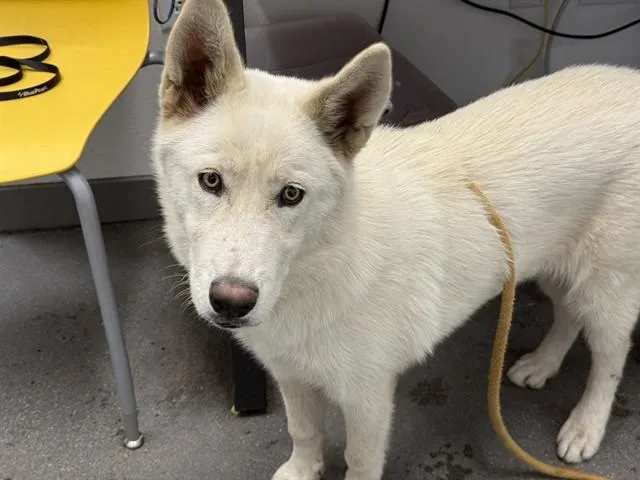 A young large-sized female Husky dog named Persephone for adoption in Mesa, AZ