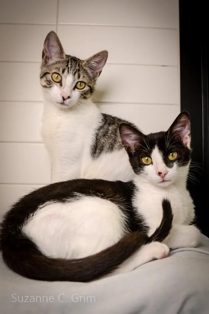 A baby small-sized female Domestic Short Hair cat named Seamus for adoption in New Orleans, LA