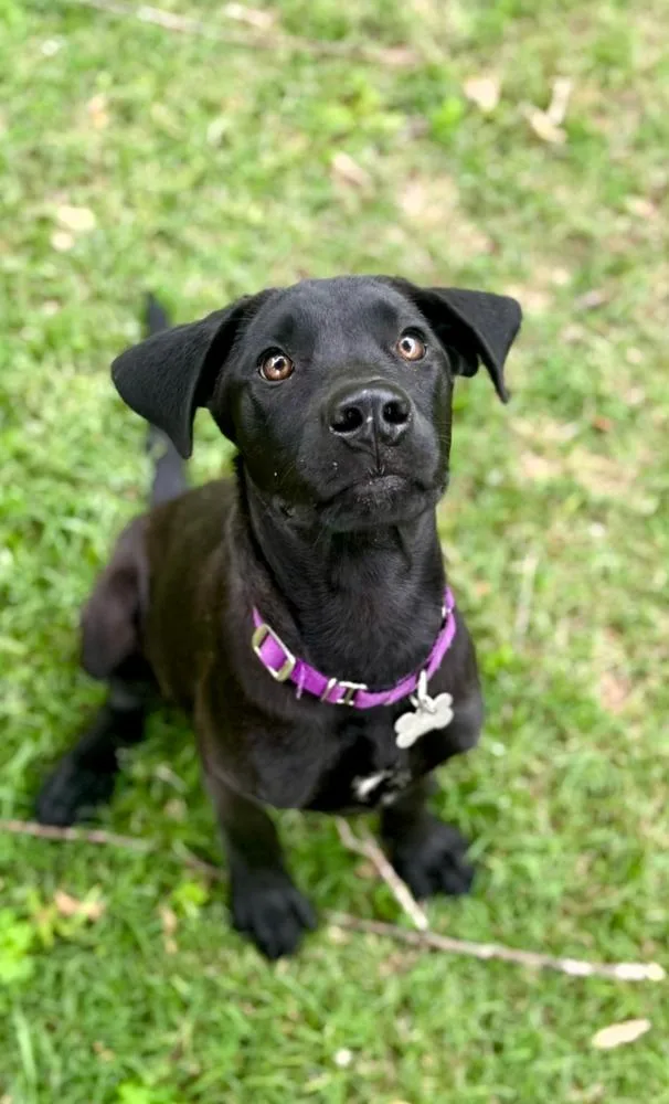 A baby medium-sized male Black Labrador Retriever dog named Jake Rey for adoption in Boston, MA