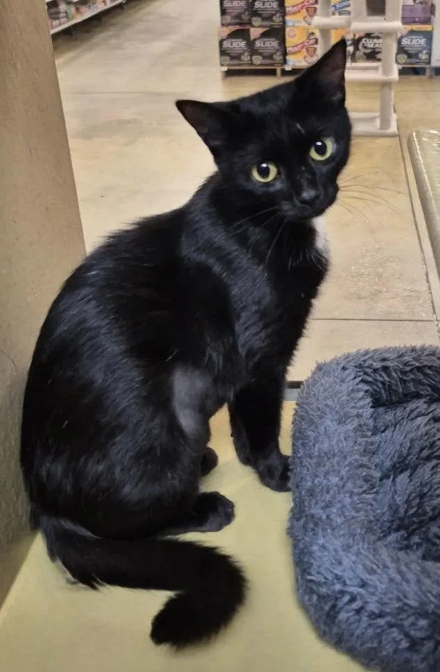 An adult small-sized female Domestic Short Hair cat named Aster Lily for adoption in Satellite Beach, FL