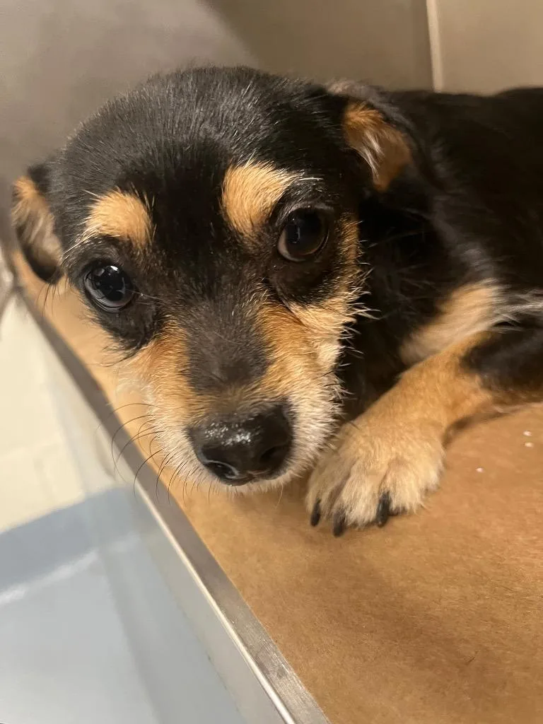 A young small-sized female Mixed Breed dog named Georgia for adoption in Cartersville , GA