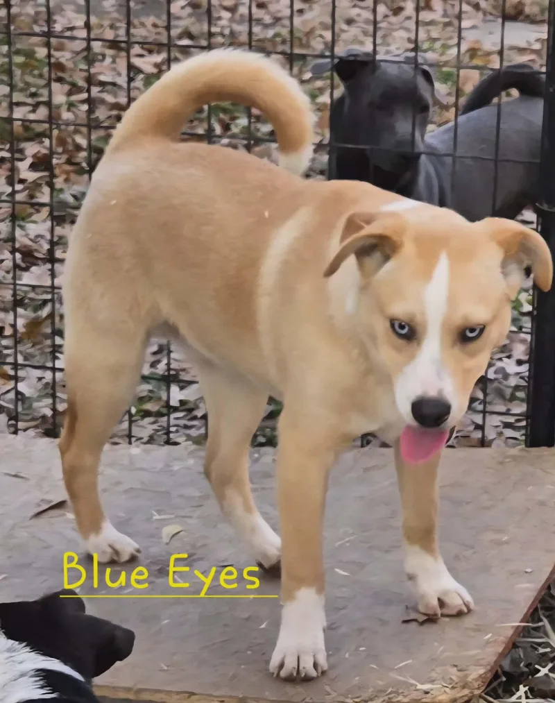 Blue Eyes