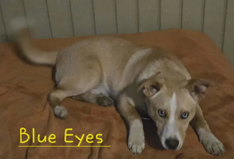 Blue Eyes thumbnail 2