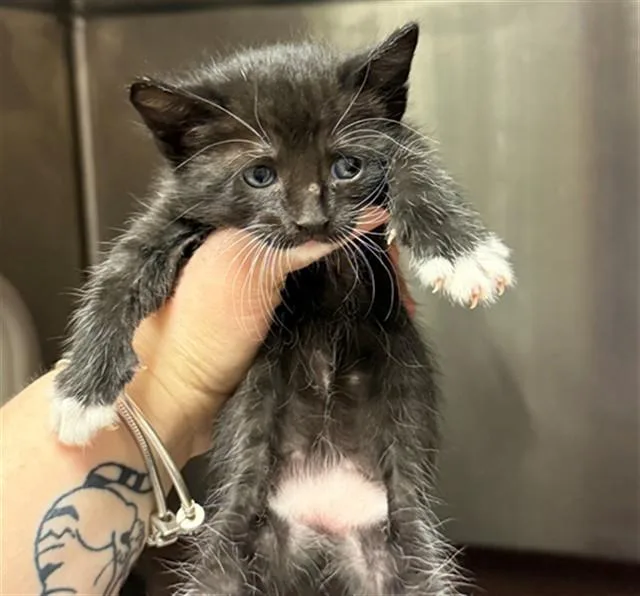 A baby small-sized female Domestic Short Hair cat named Susie Q for adoption in Conroe, TX